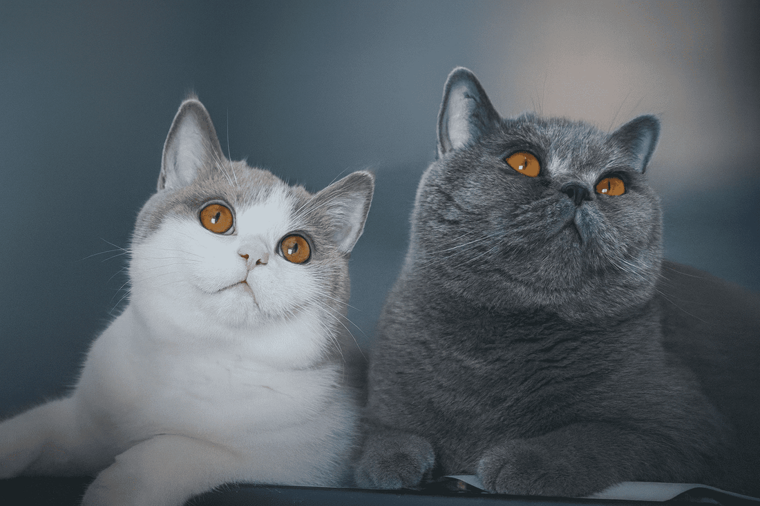 5 Ways to Show Your Cat You Love Them (Beyond Treats and Toys)