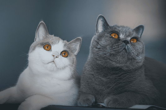 5 Ways to Show Your Cat You Love Them (Beyond Treats and Toys)